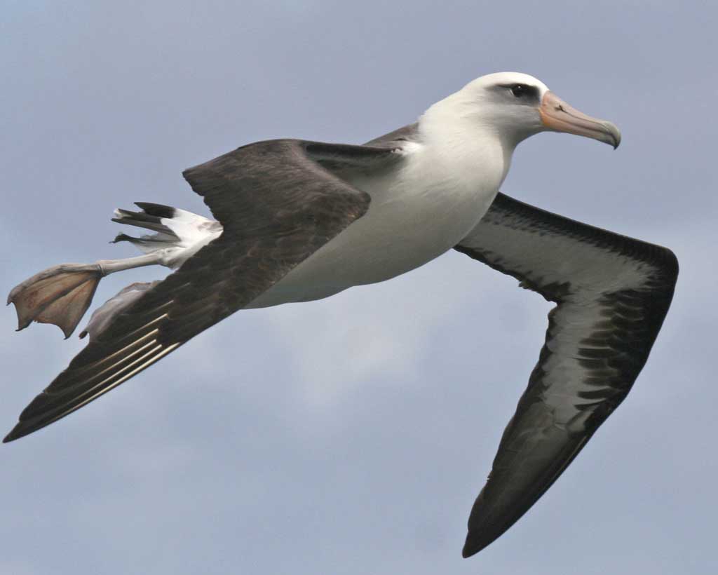 Albatross-3.jpg