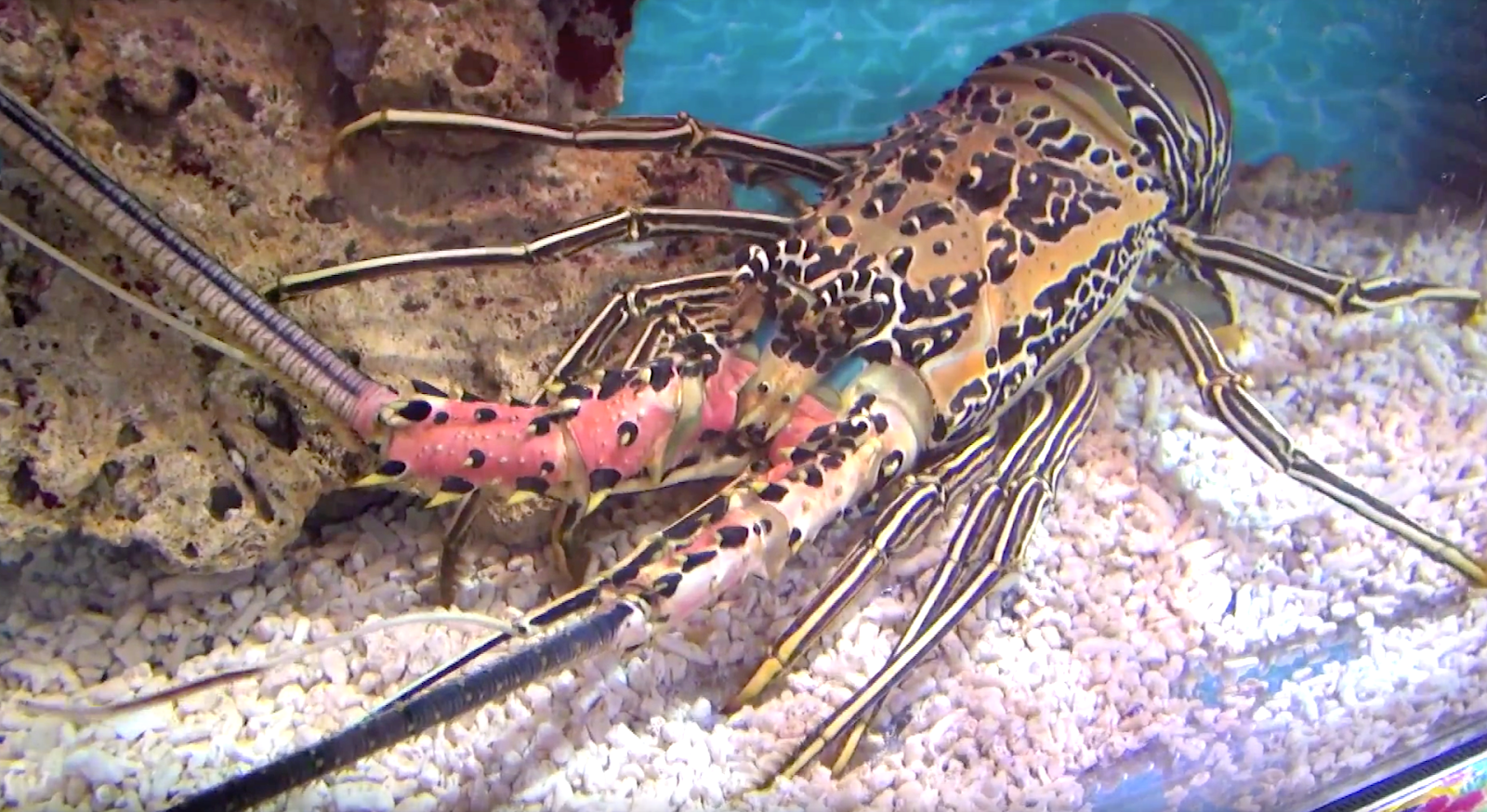 Aquarium Movies Japan Archive 生きている魚図鑑 ゴシキエビ Painted Spiny Lobster Panulirus Versicolor