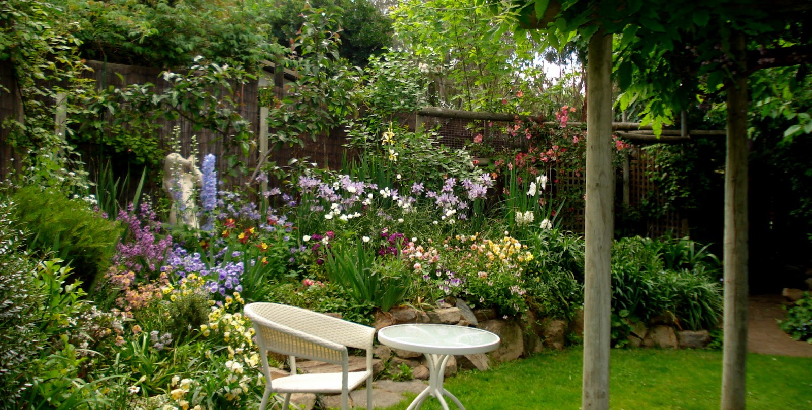 Mariette S Back To Basics Our Viburnum Tinus Viburnum