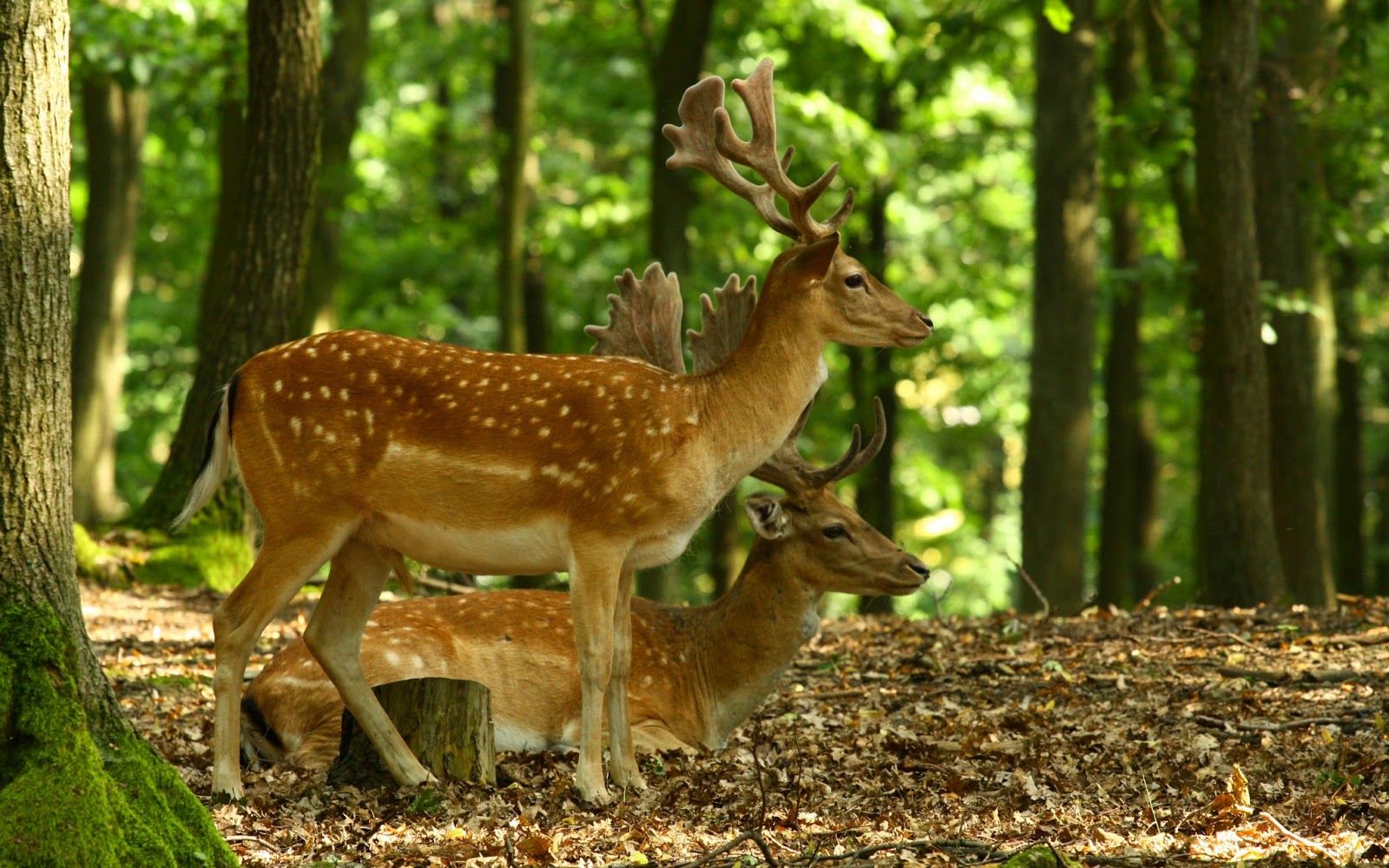 Top 22 Most Beatiful Beautiful DEER Wallpapers In HD