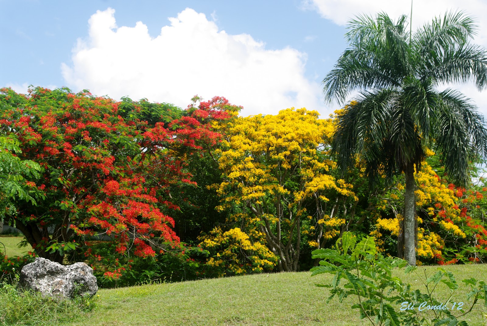 la flora en Rep.Dominicana