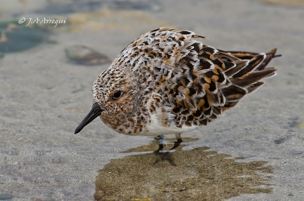 Correlimos tridactilo, Calidris alba, Sanderling Correlimos tridactilo, Calidris alba, Sanderling