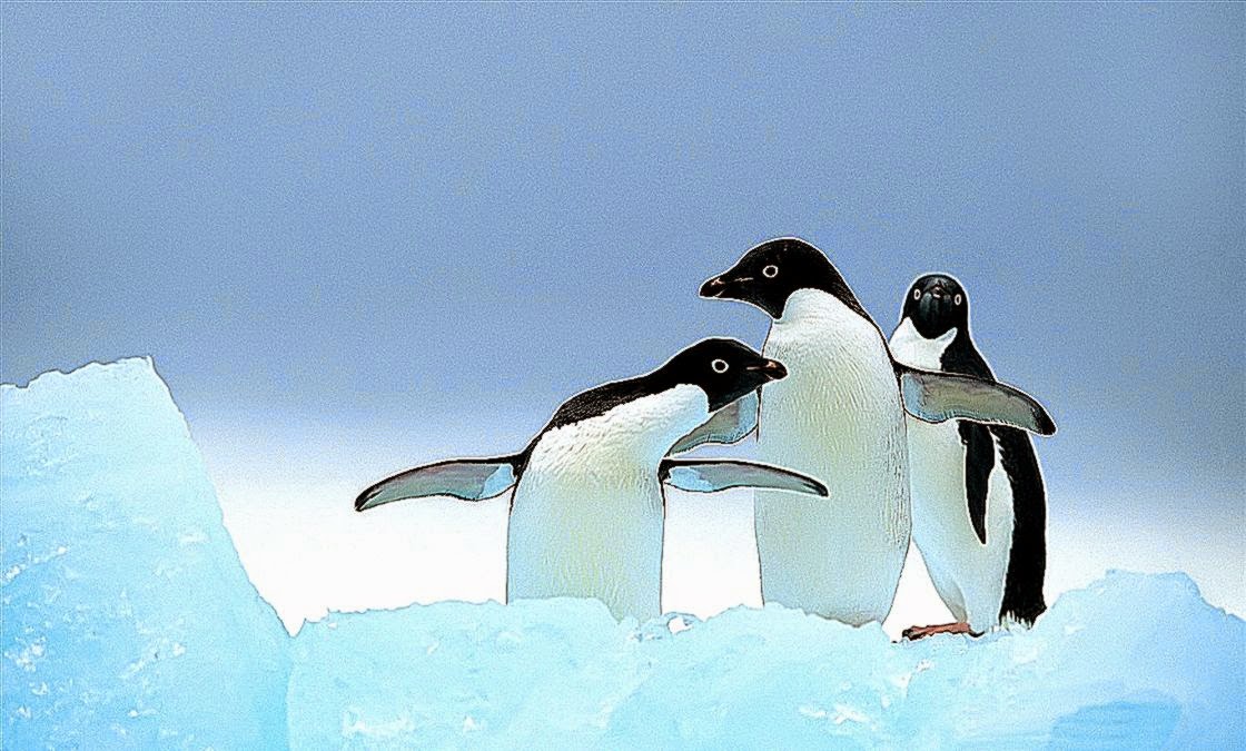 Cute Penguins Family Wallpaper Cute Penguins Family Wallpaper