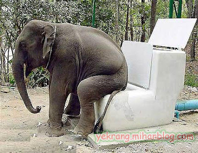 Elephant+Toilet+!+Someone+Built+A+Toilet+For+This+Elephant+And+Taught+Him+How+To+Use+It.jpg