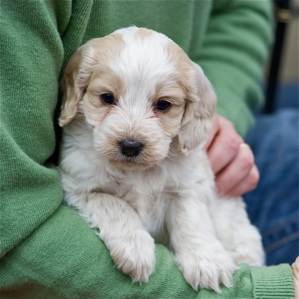 Jukee Doodles Puppies