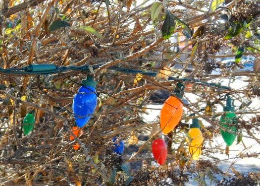 Nettle Bug Stock Photos Nettle Bug Stock Images Alamy