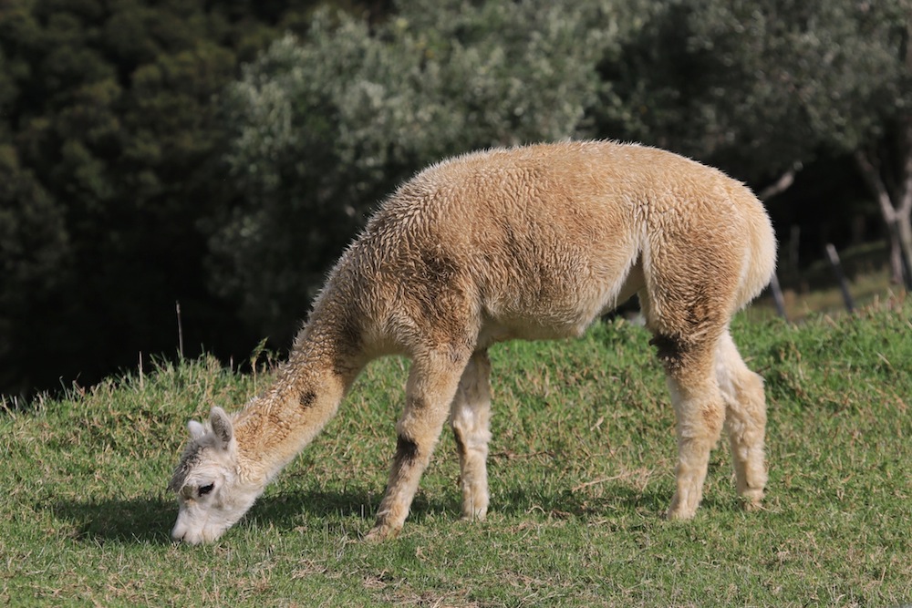 Life Is An Absurd Journey Alpaca Saudara Jauh Llama Di New Zealand