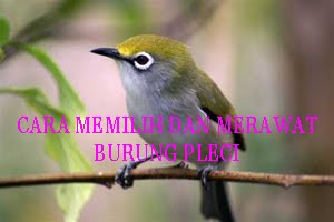 Budidaya Burung Pleci | Budidaya / Ternak - Jual Beli Kelinci Hias dan