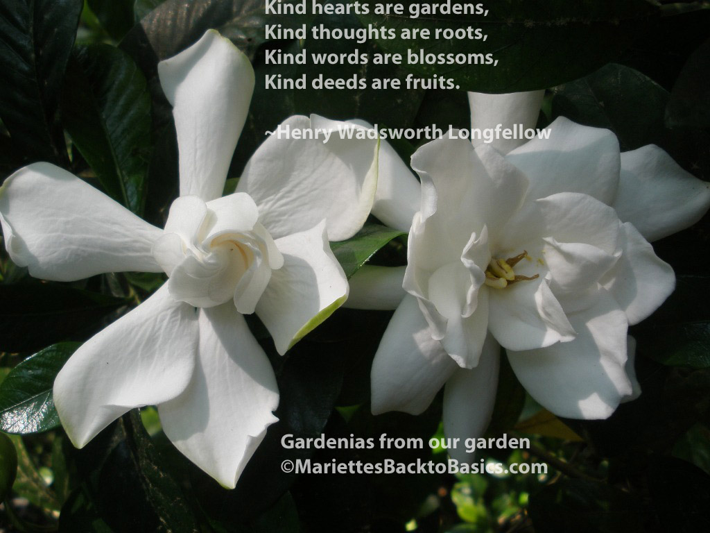 MARIETTE'S BACK TO BASICS {Kind Hearts Are Gardens}