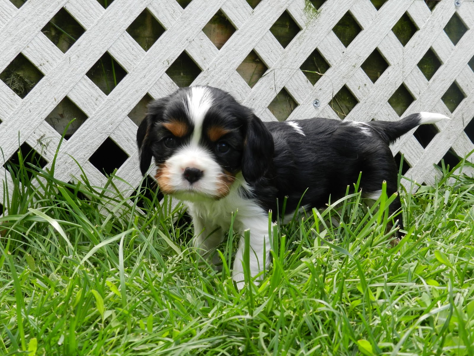 Cavalier King Charles Spaniel Puppies: Puppy Gallery