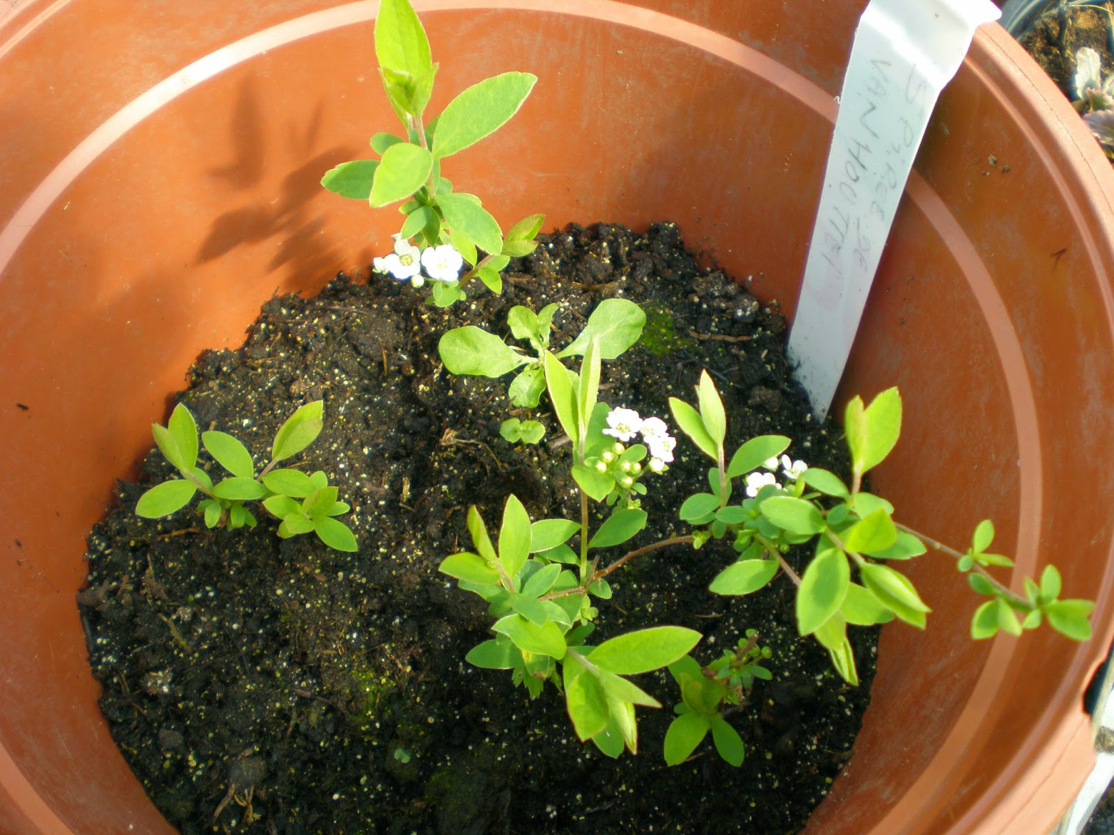 Le Douaire Ile De Vivre Tout Savoir Sur La Spiree Genre