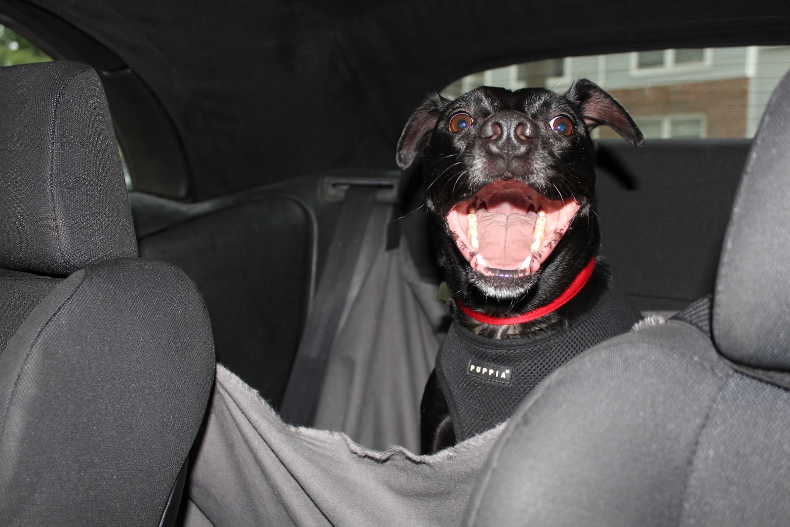 homevolution DIY Dog Car Seat Hammock