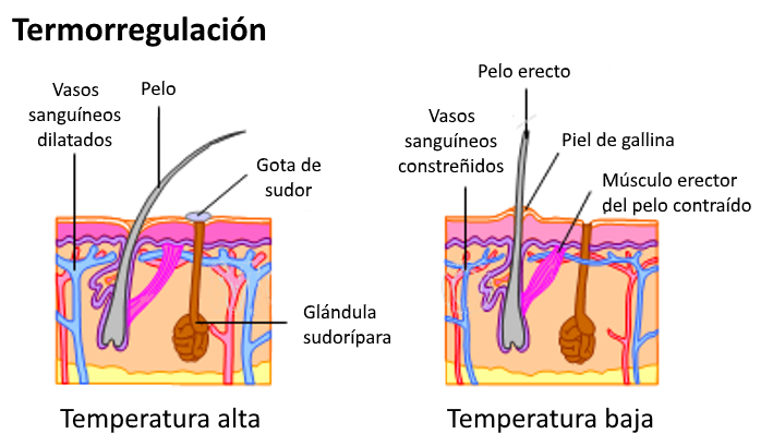 PIEL Y RECEPTORES