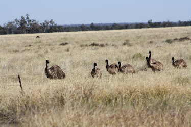 The emus are breeding up