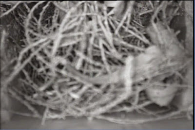 What a Squirrel Nest Looks Like in an Owl Nest Box