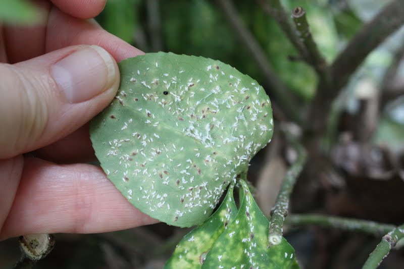 Euonymus Scale on heat stressed plants