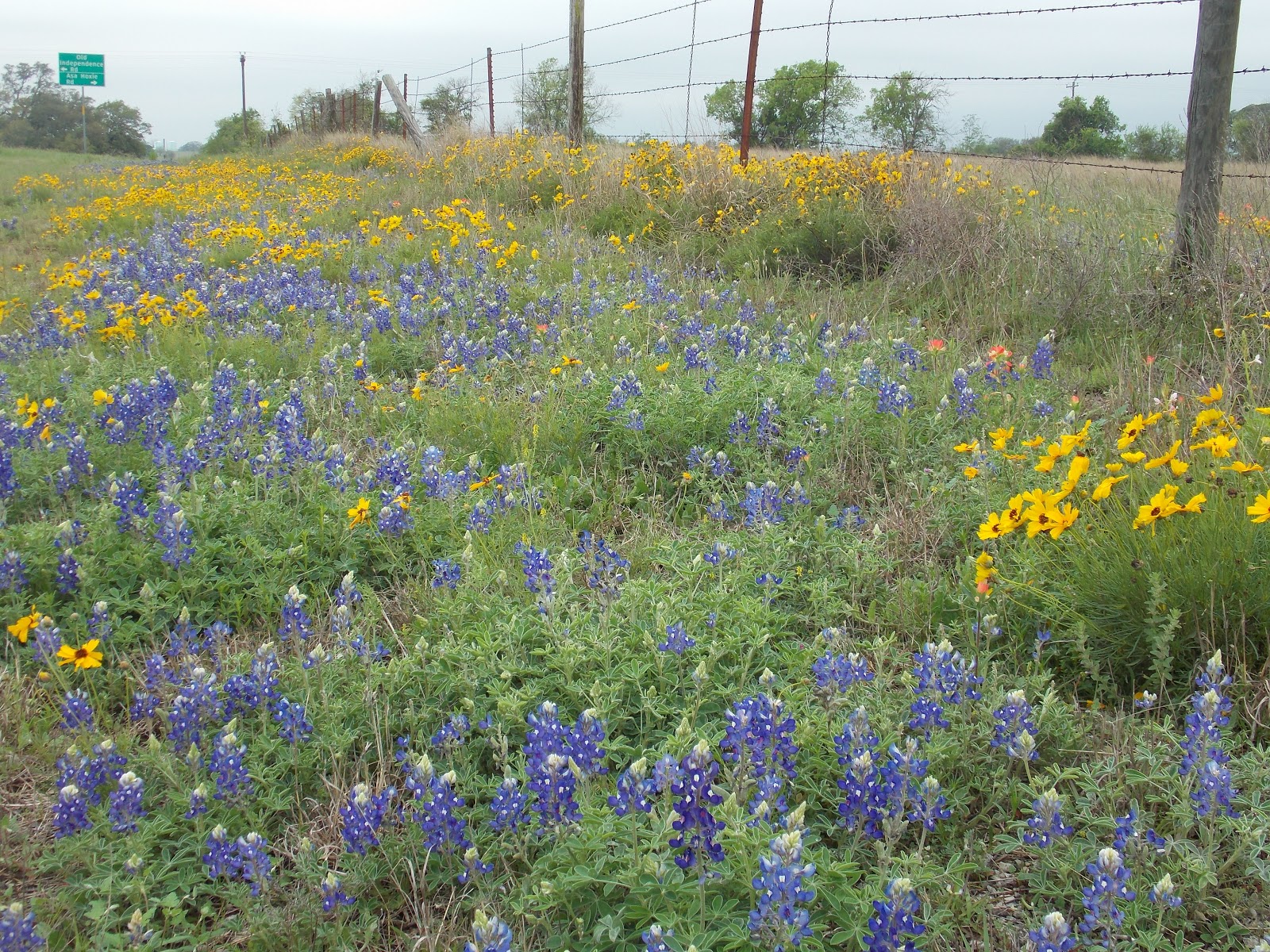 The Schramm Journey Spring Wildflowers of Central Texas