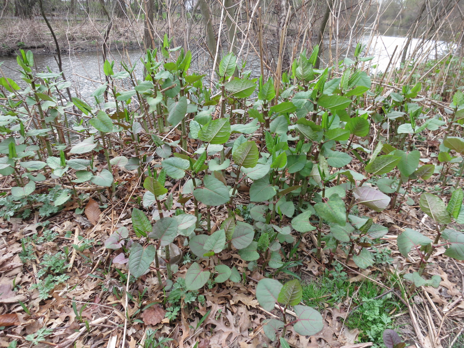 The Foraged Foodie Foraging Identifying & Eating Japanese Knotweed