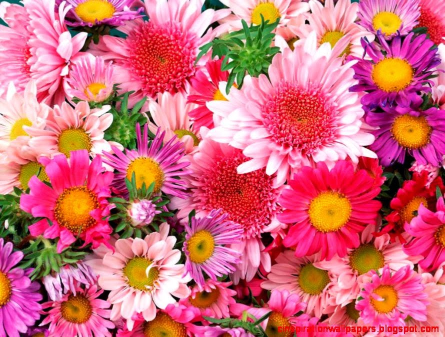 Daisies Pink Flowers Nice Pictures All Flowers Send Flowers Daisies Pink Flowers Nice Pictures All Flowers Send Flowers
