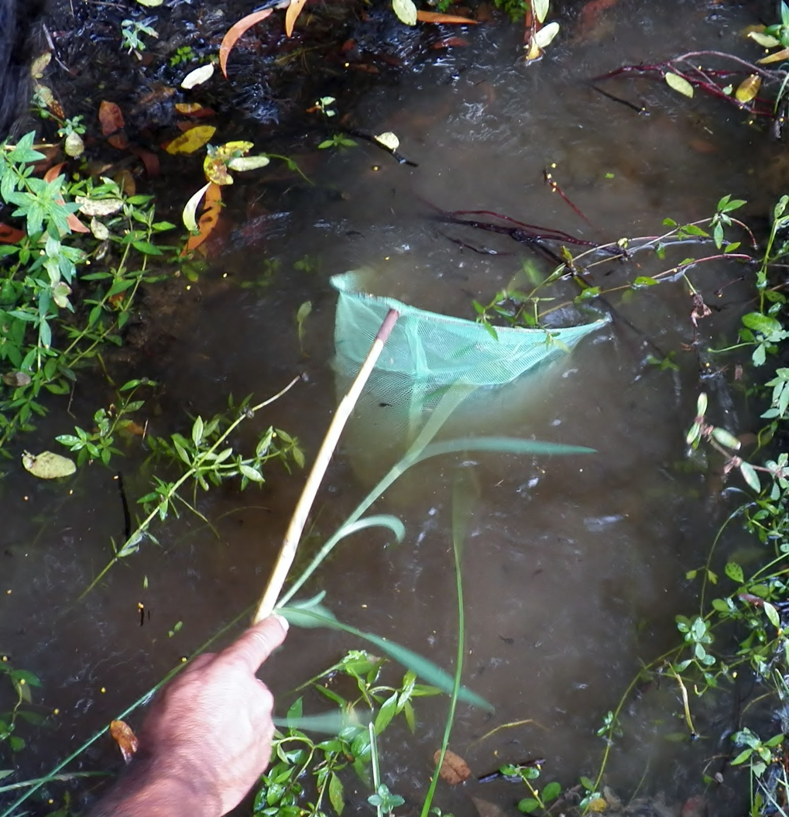 My Backyard Operation Save the Tadpoles! Updated!!