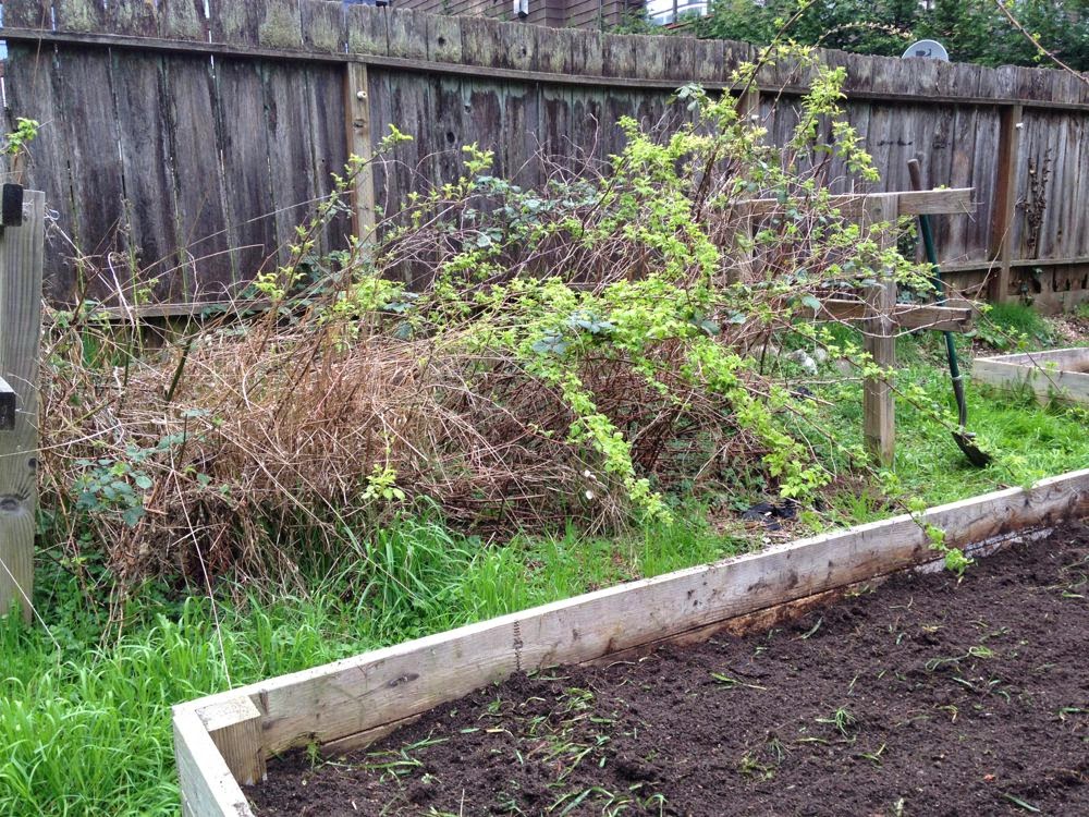 European Red Raspberry Rubus Idaeus Raspberry Bushes In A