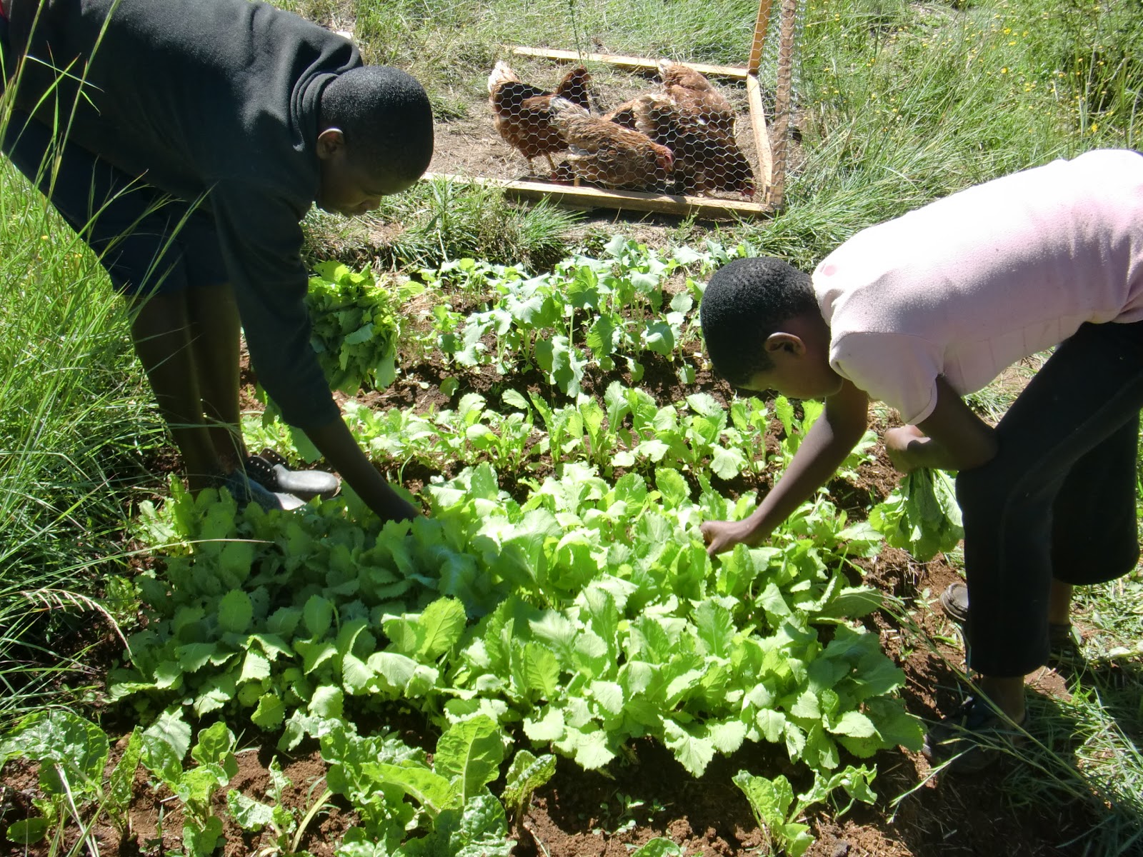 Agriculture in The World Agriculture For Kids