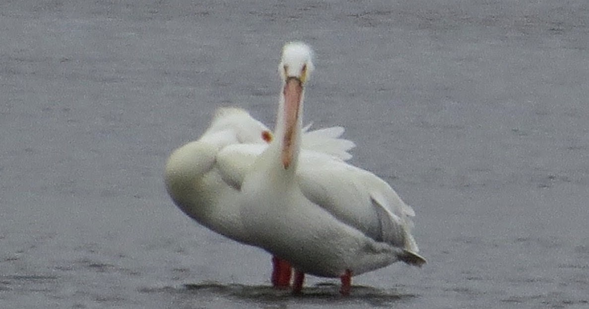 April morning essay stanford filmbay 381 html 05 picture