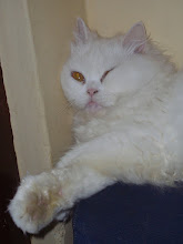 Matahari dozing with one eye open.Bizarre.(Tuesday 6-3-2012)