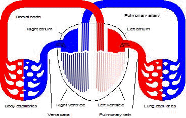 Circulacion Pulmonar Y General Del Cuerpo