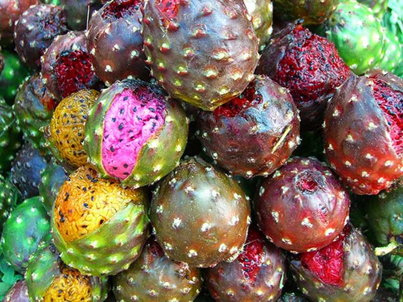 studio marcy marcy lamberson have you seen these pitaya fruit studio marcy marcy lamberson have you seen these pitaya fruit