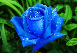 gambar_mawar_biru_indah