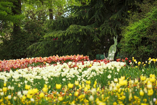 [Image: le-hoi-hoa-nuoc-Uc-2.jpg]