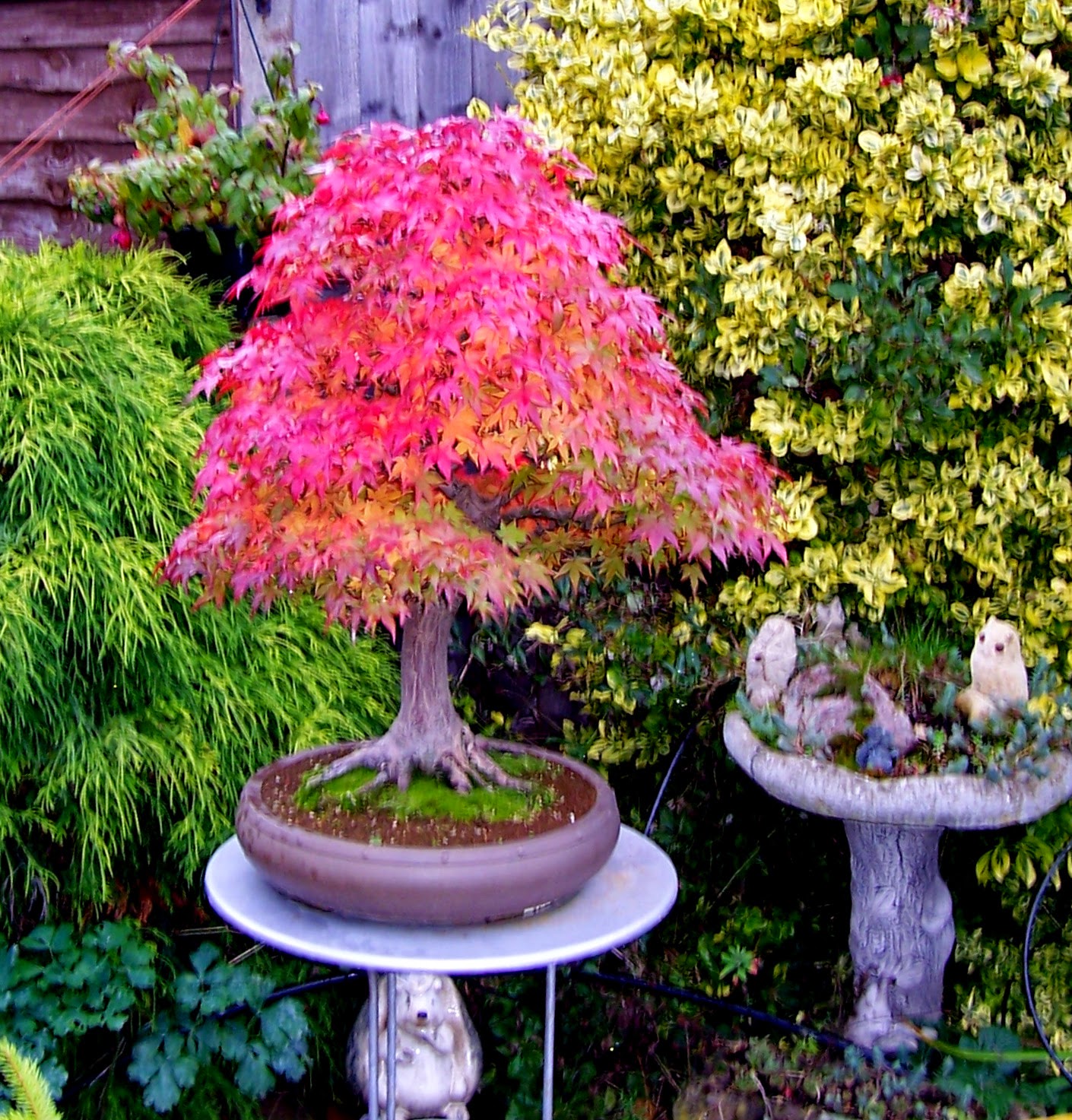 MiKo Bonsai Japanese Mountain Maple Progression photos