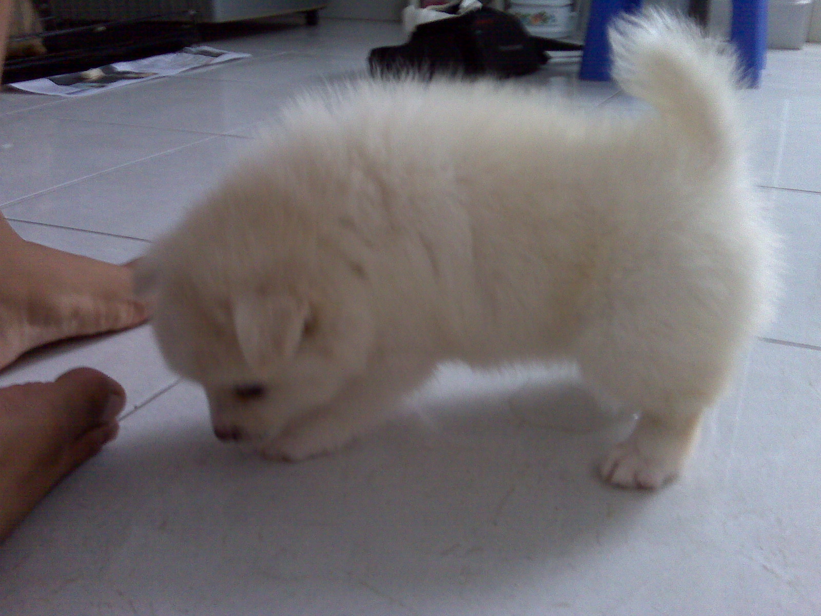 Dog Lover Bali Jual Beli Anjing Di Bali 2012