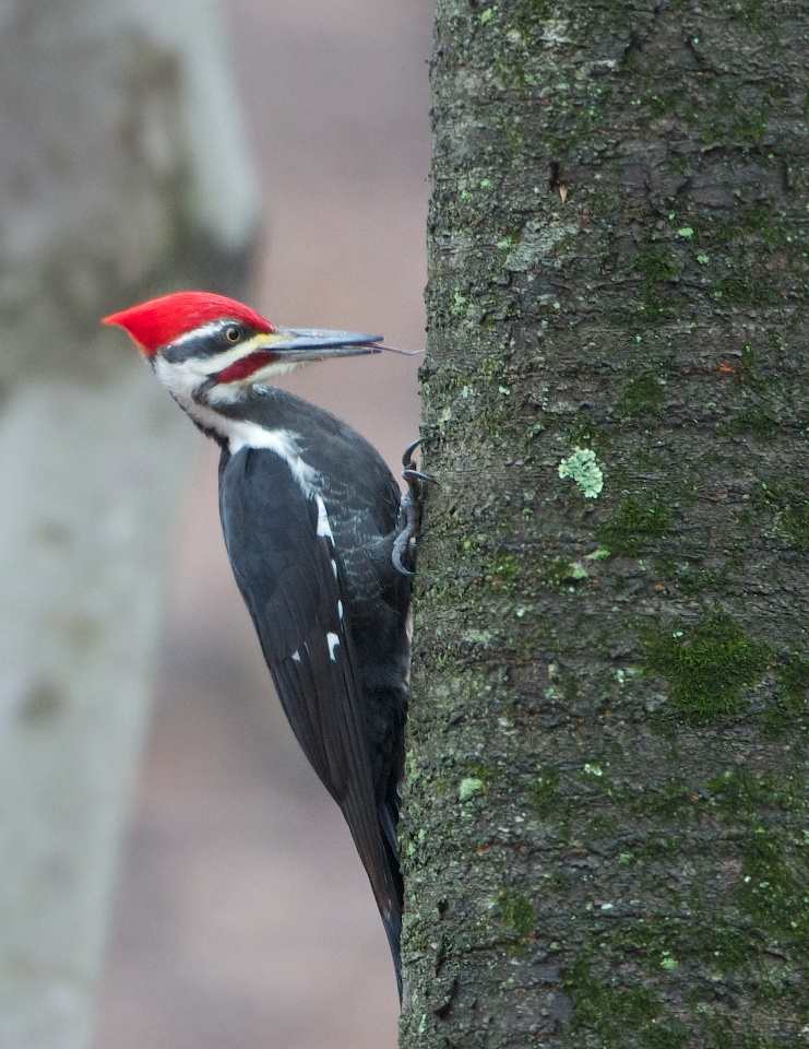 back in the u s a the tongue of the pileated woodpecker back in the u s a the tongue of the pileated woodpecker
