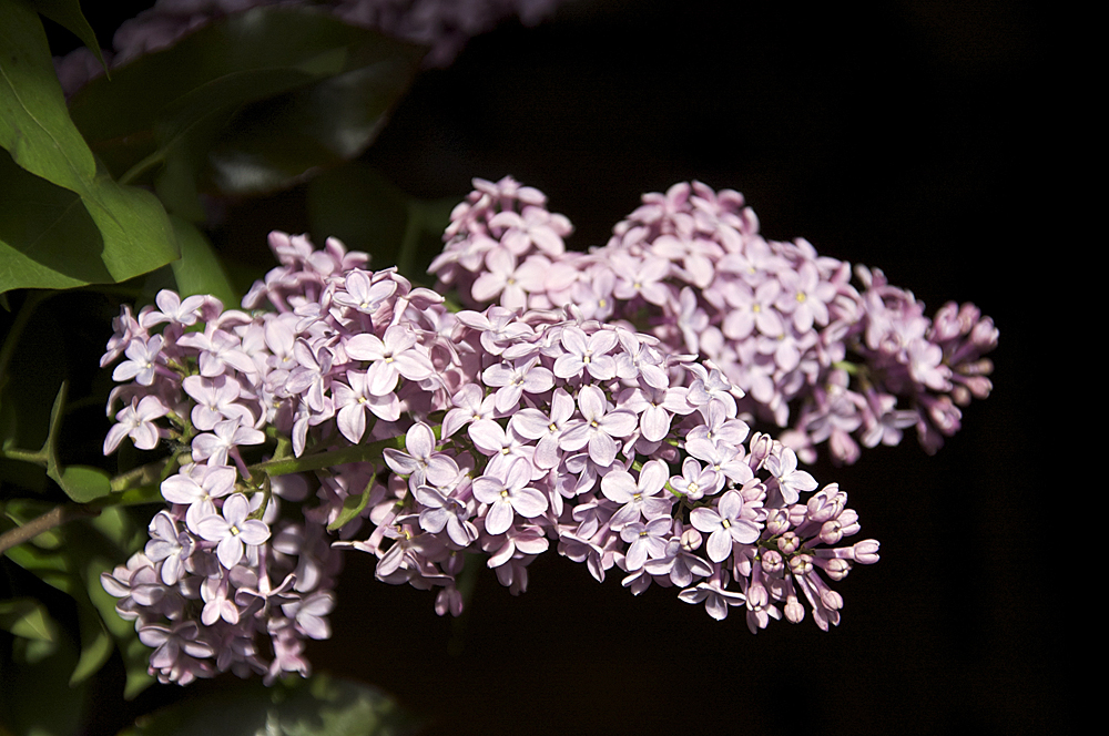 arzigogolare Lilacs for Mother's Day