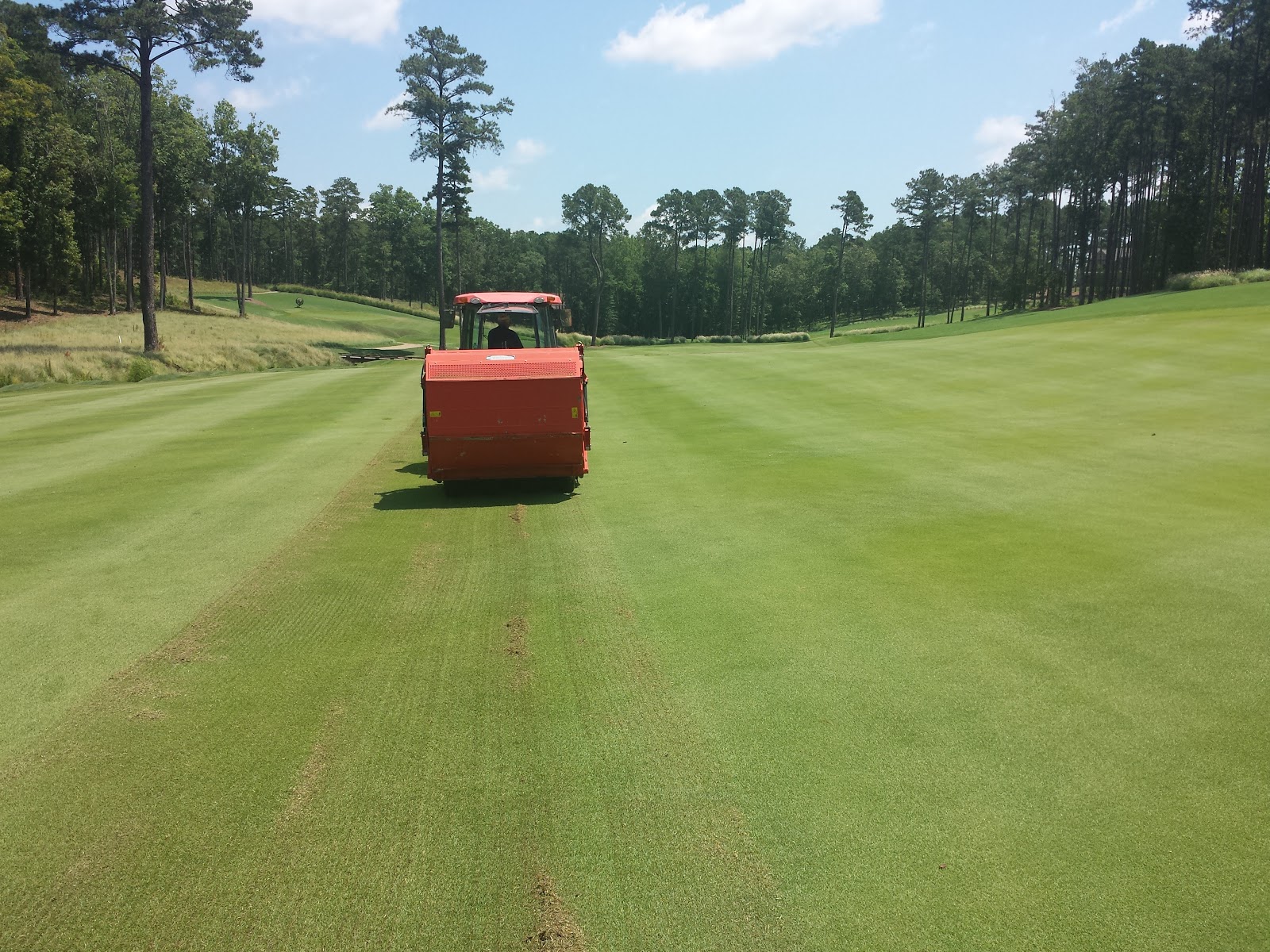 zorro zoysia