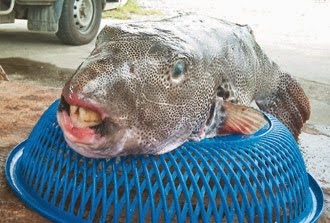 漁樂無窮 有毒暴牙怪魚捕魚年首見