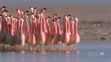 Animated gif of a group of flamingos shuffling around turning their heads back and forth while looking to the sky