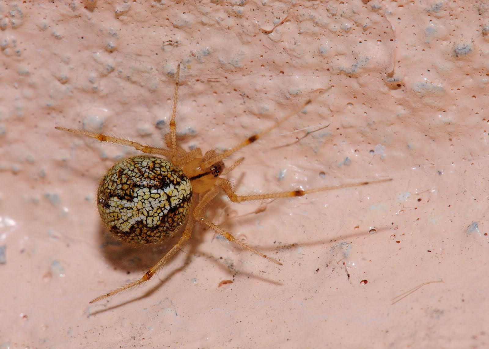 Visto al Pasar: Arañas Domesticas