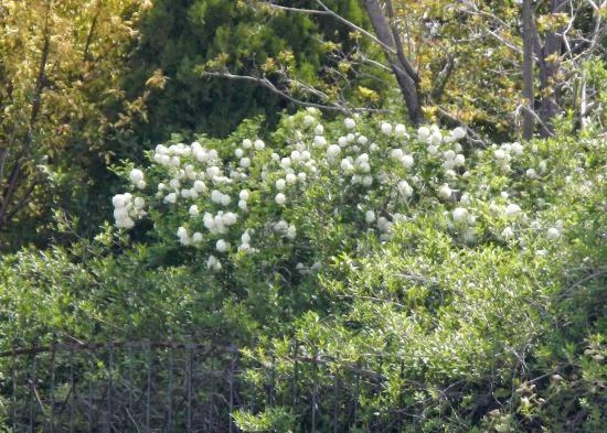 Beechwood Landscape Architecture And Construction Japanese