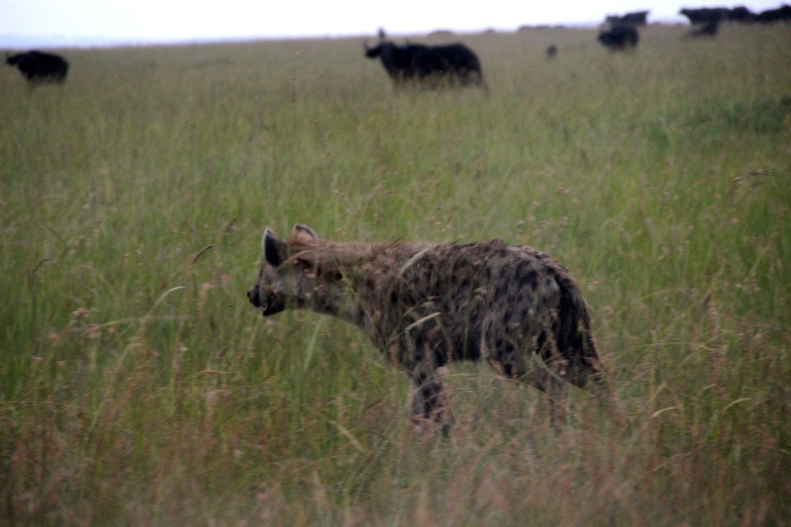Notes From Kenya: MSU Hyena Research: Happy Zebra clan takes down a