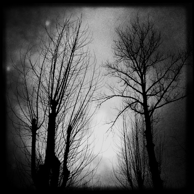 Winter streetphoto  bw set - trees, Minsk, Belarus