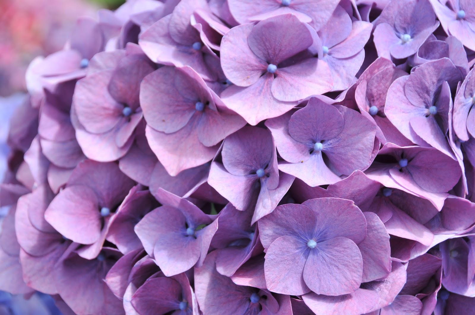 The Wanderer S Journal Four Tips In Growing Hydrangeas