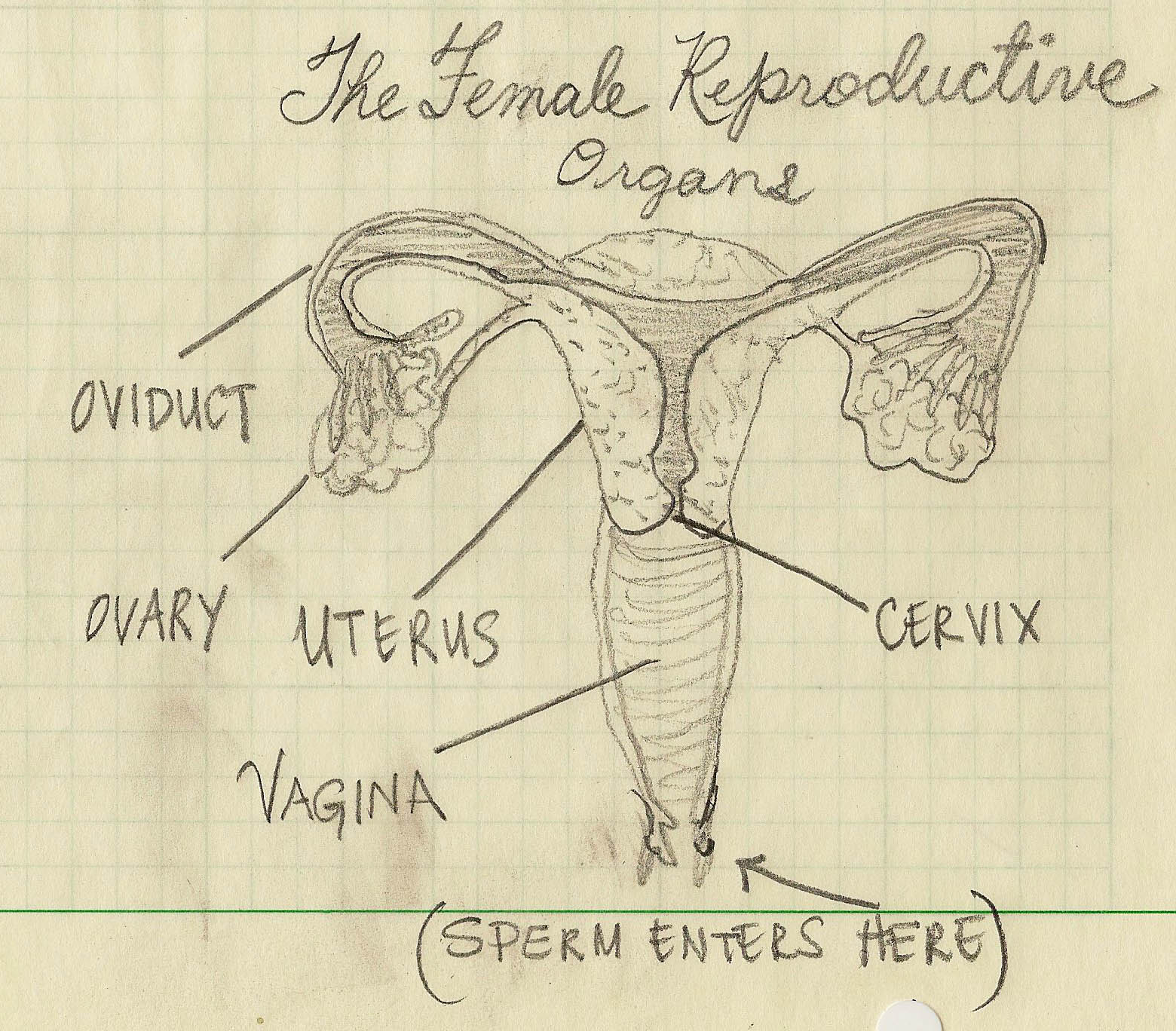 Double X Science Pregnancy 101 On The Cervical Mucus Plug
