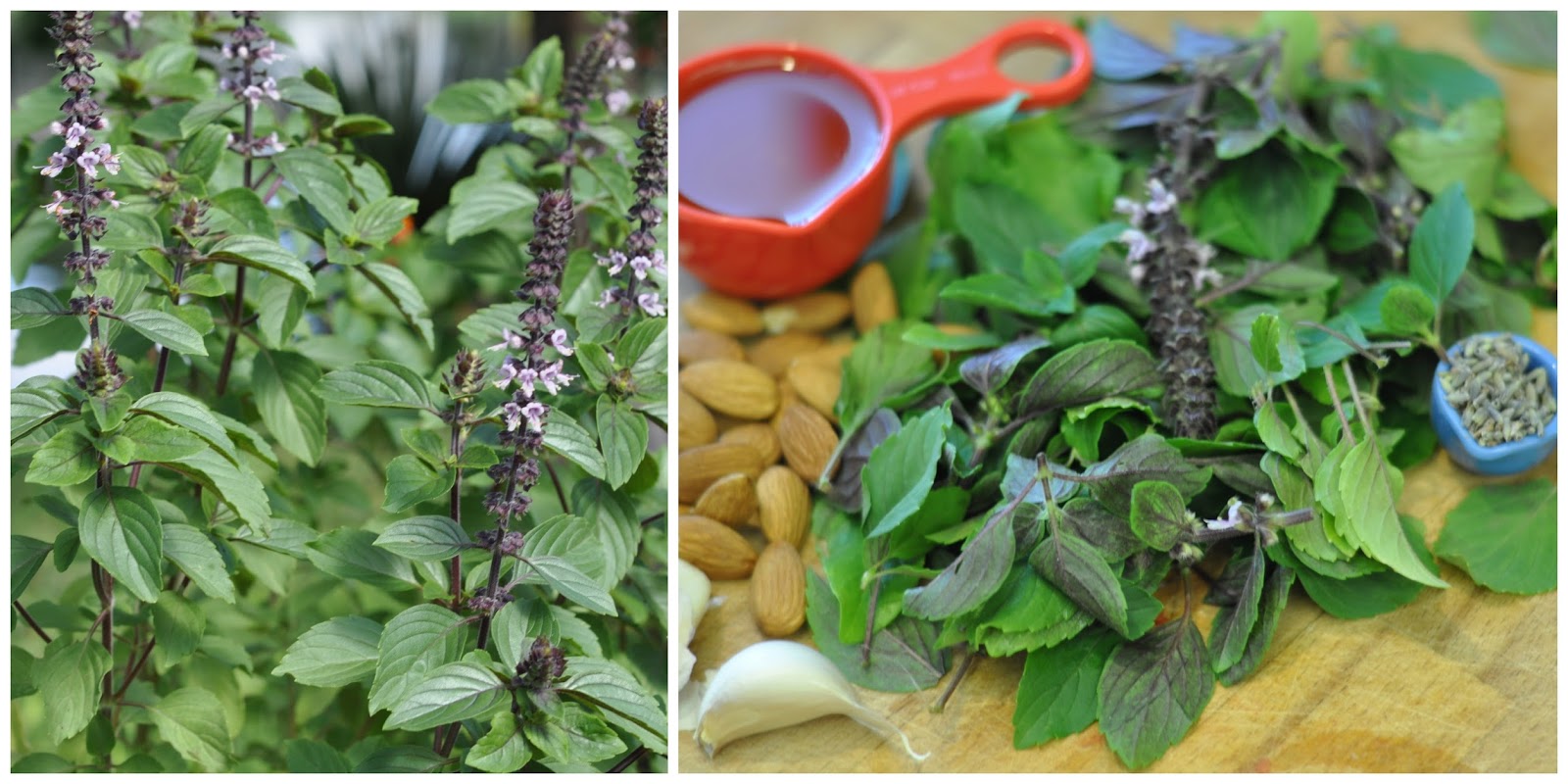 A Natural Nester Garden to Kitchen AfricanBlue Basil & Lavender Pesto