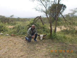 In Akagera National park with the skull of a wild buffalo.
