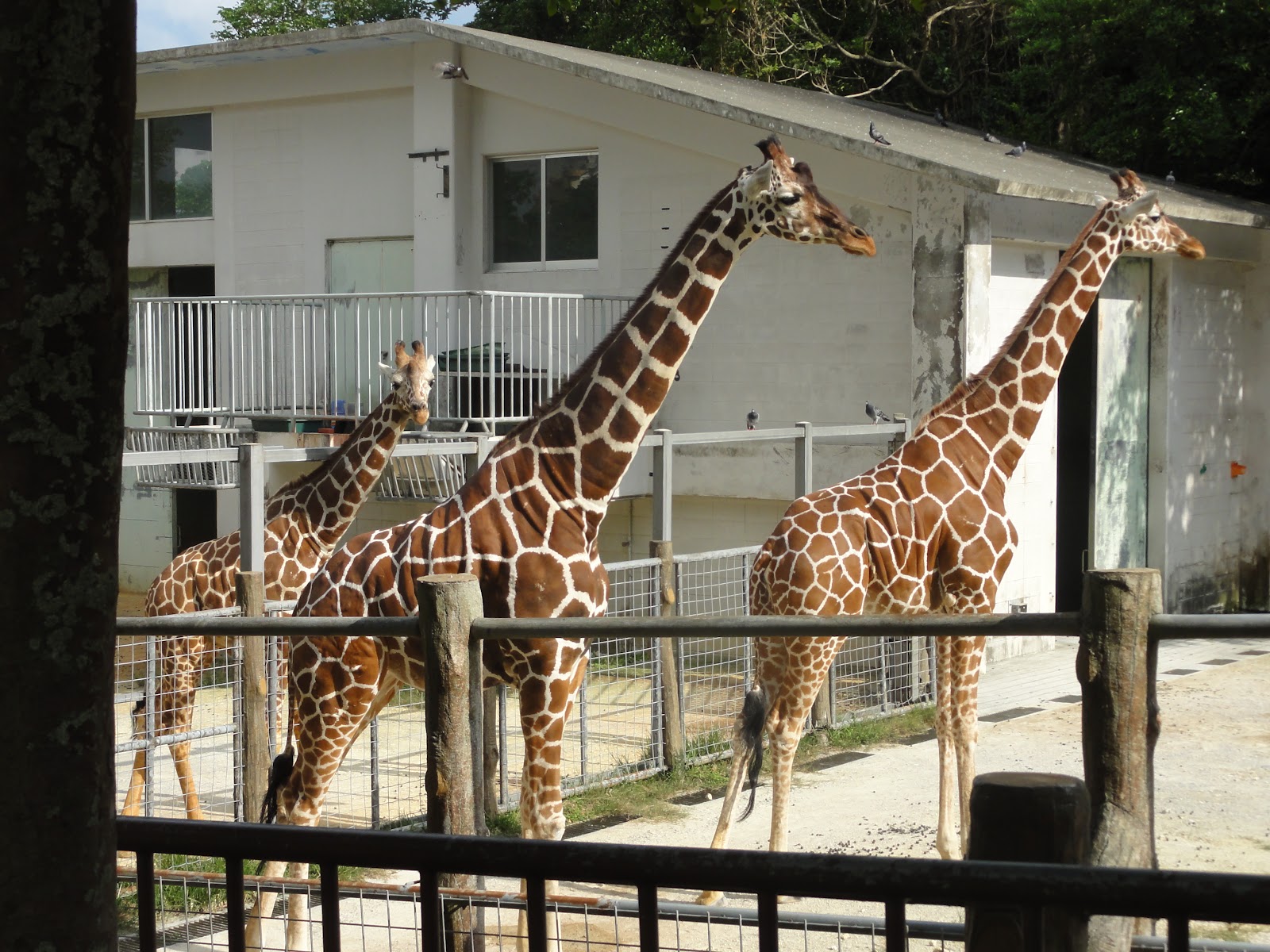 Okinawa A Marine Adventure Okinawa Zoo