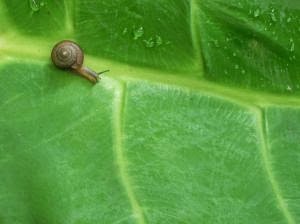 botanicula snail botanicula snail