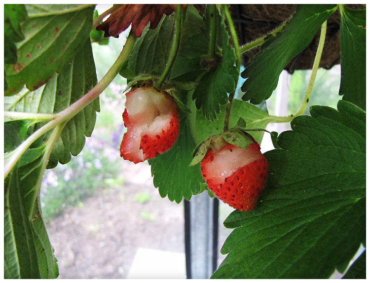 Camellia Rose Something is eating my strawberries...